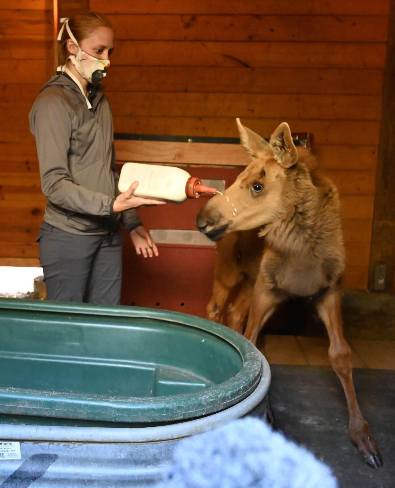 071920-news-moosebaby 07A.JPG